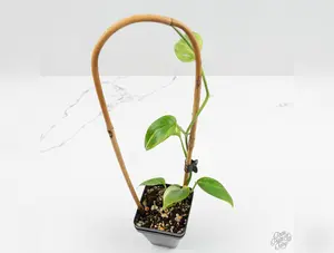 Scindapsus rubicon variegated *Grower's choice*