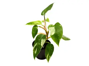 Philodendron ‘White Princess’ 4” Potted Live Plant - Rare Variegated Houseplant - White & Green Foliage - Exotic Tropical Aroid - Collector’s Item - Snowy Variegation - Unique Indoor Plant - Vining Greenery - Heart Shaped Leaves - Statement Foliage