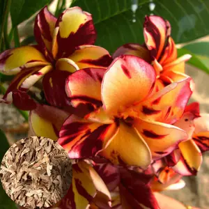 Green River 10 Dark Red Orange Plumeria Seeds - Flower Seed Pack, Fragrant Tropical Perennial Blooms, Premium Plumeria Plants Seeds, Ideal for Pots and Outdoor Gardens