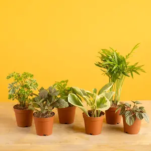 Assorted Foliage | teacup