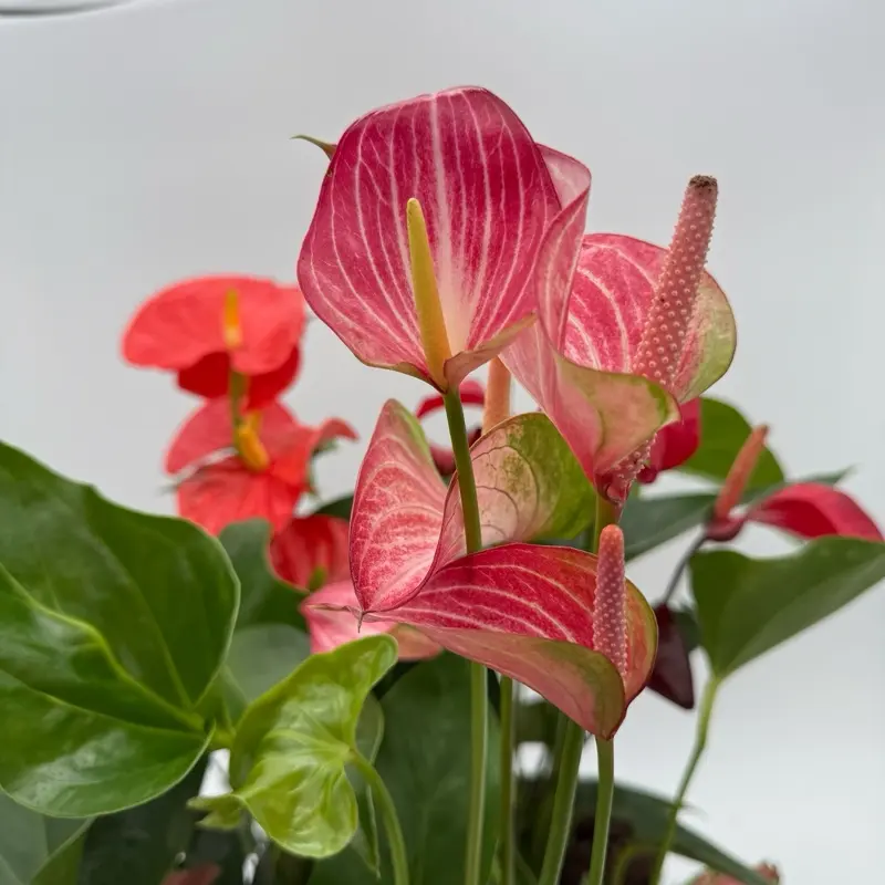 Mom’s Favorite Plant Box – 3 Surprise Plants