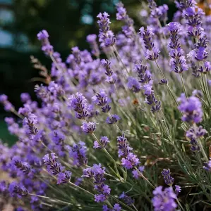 200PCS Lavender Seeds – Fragrant Blooms for Relaxing Herb & Flower Gardens