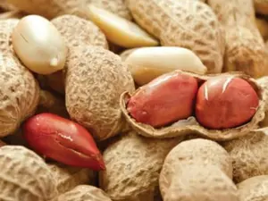 20 Peanut Seeds - Premium Heirloom Variety for Abundant Home Harvests