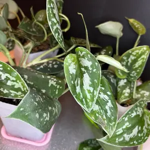 LIVE Silver Satin | Scindapsus Pictus Trailing Houseplant Provides air flow