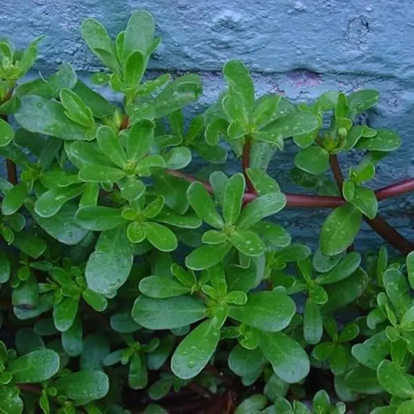Green Purslane Seeds - 3000+ Authentic Flavor Fast-Growing Egyptian Spinach Seeds for Home Garden & Greenhouse Planting