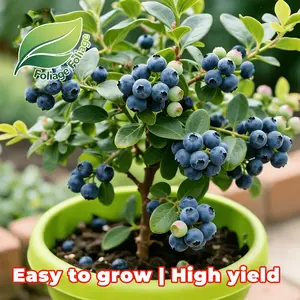 Hardy Duke blueberry seedlings, early-season varieties that produce large, sweet blueberries for home gardens, patios, and gardening
