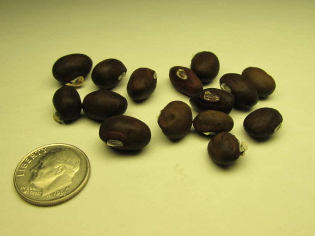 Generic 100pcs Wisteria Tree Seeds Mixed