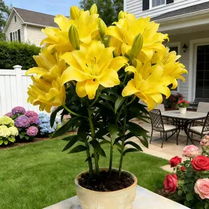 Yellow perfume lily flower bulbs - hardy scented flower bulbs, suitable for outdoor gardens and indoor potted plants, easy-to-grow perennial flowering plants