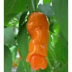 Peter Orange Pepper Seeds - Hot, Seeds for Growing Hot Pepper Plants