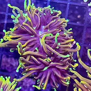 Hellfire Torch with Two heads pet supplies