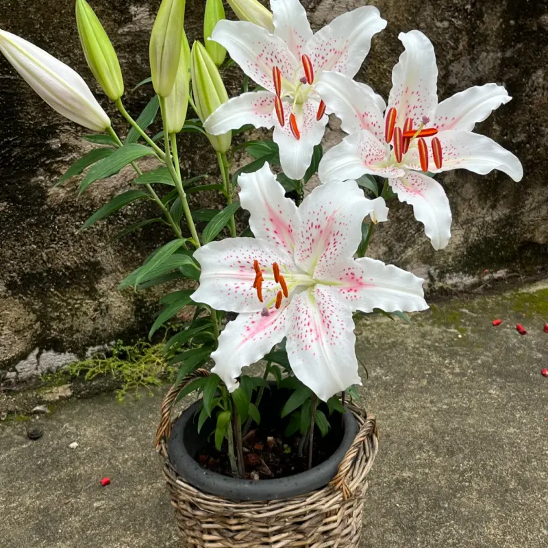Oriental White Pink Spotted Lily Flower Bulbs Bare Root For Planting Indoor Outdoor Garden