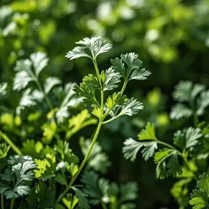 Boost Your Meals with 300 Coriander Seeds for Fresh Cilantro