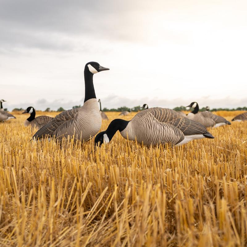 FB Flocked Canada Goose Full Bodies