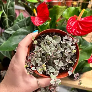 Variegated string of hearts(rehab)