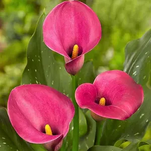 Calla Lily 'Garnet Glow' Plant Bulbs (3 Pack) - Bright Pink Flowering Blooms in Summer Gardens