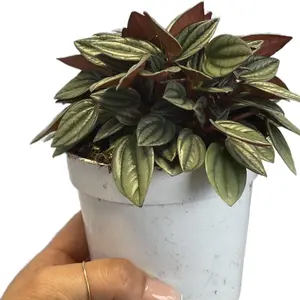 Peperomia Rosso 4” Potted Decor Plant