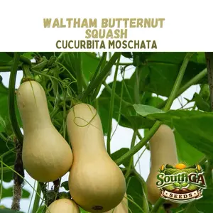 Waltham Butternut Squash Seeds (Cucurbita moschata)