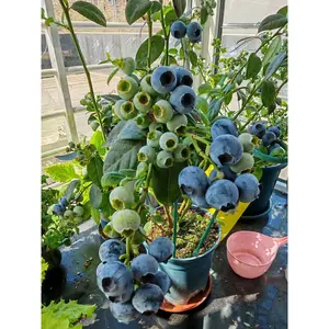 Juicy blueberry tree seedlings, ornamental fruit shrubs, patio balcony garden layout selection