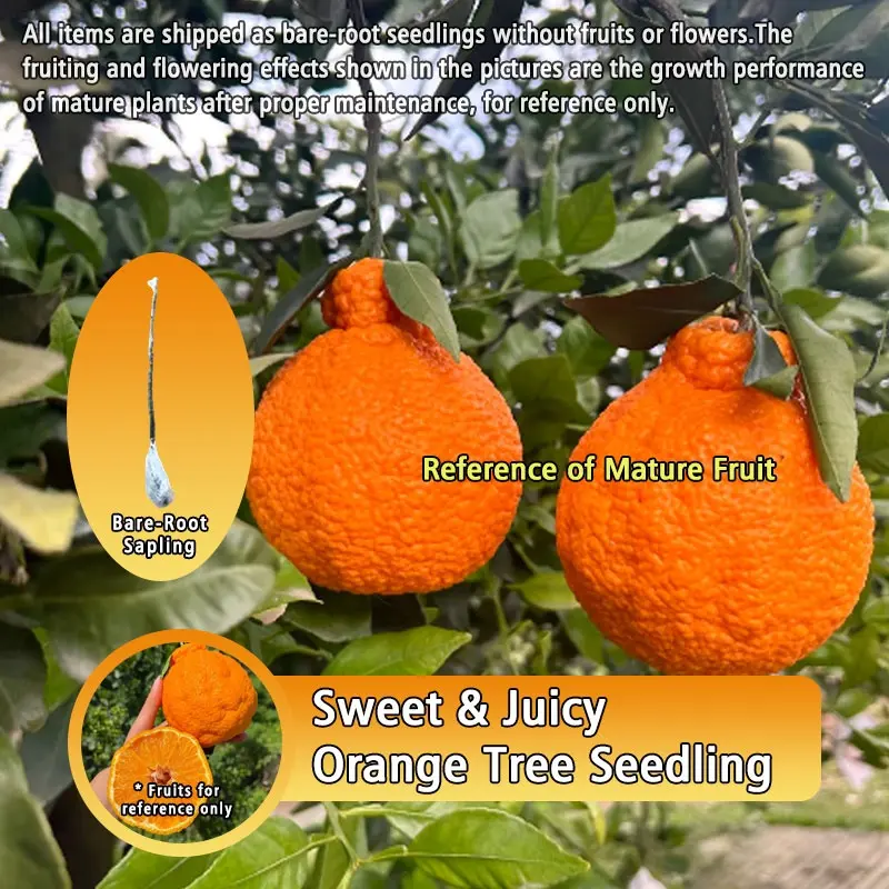 Bare Root Sweet Orange Tree Seedling Juicy Wrinkle Orange Easy To Grow Home Garden