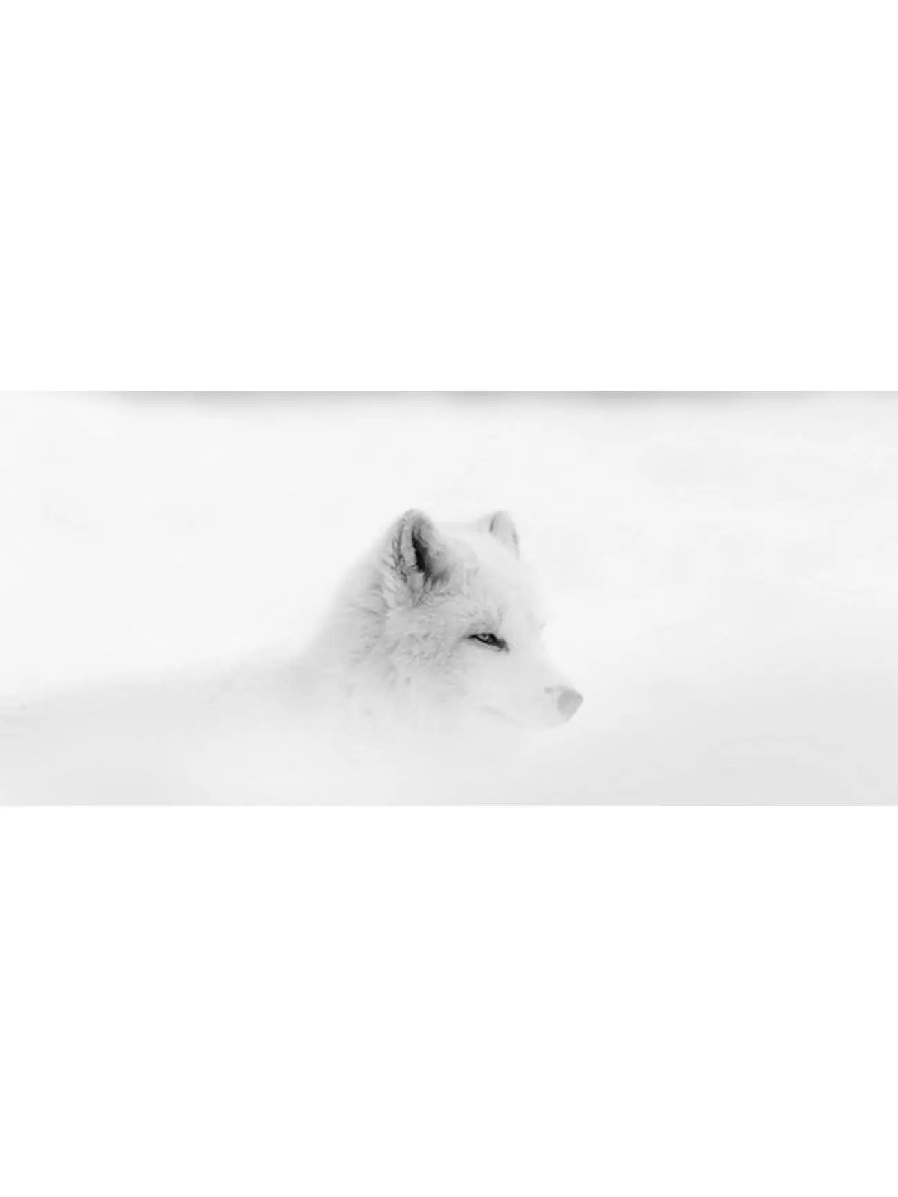 212 MAIN Artistic Arctic Wolf Canis Lupus Arctos Snow Storm Photo Wall Decor Poster Print by Dominic Marcoux, 40x18 in Large Size, Montebello Quebec Canada, Ideal Gift for Home Decor