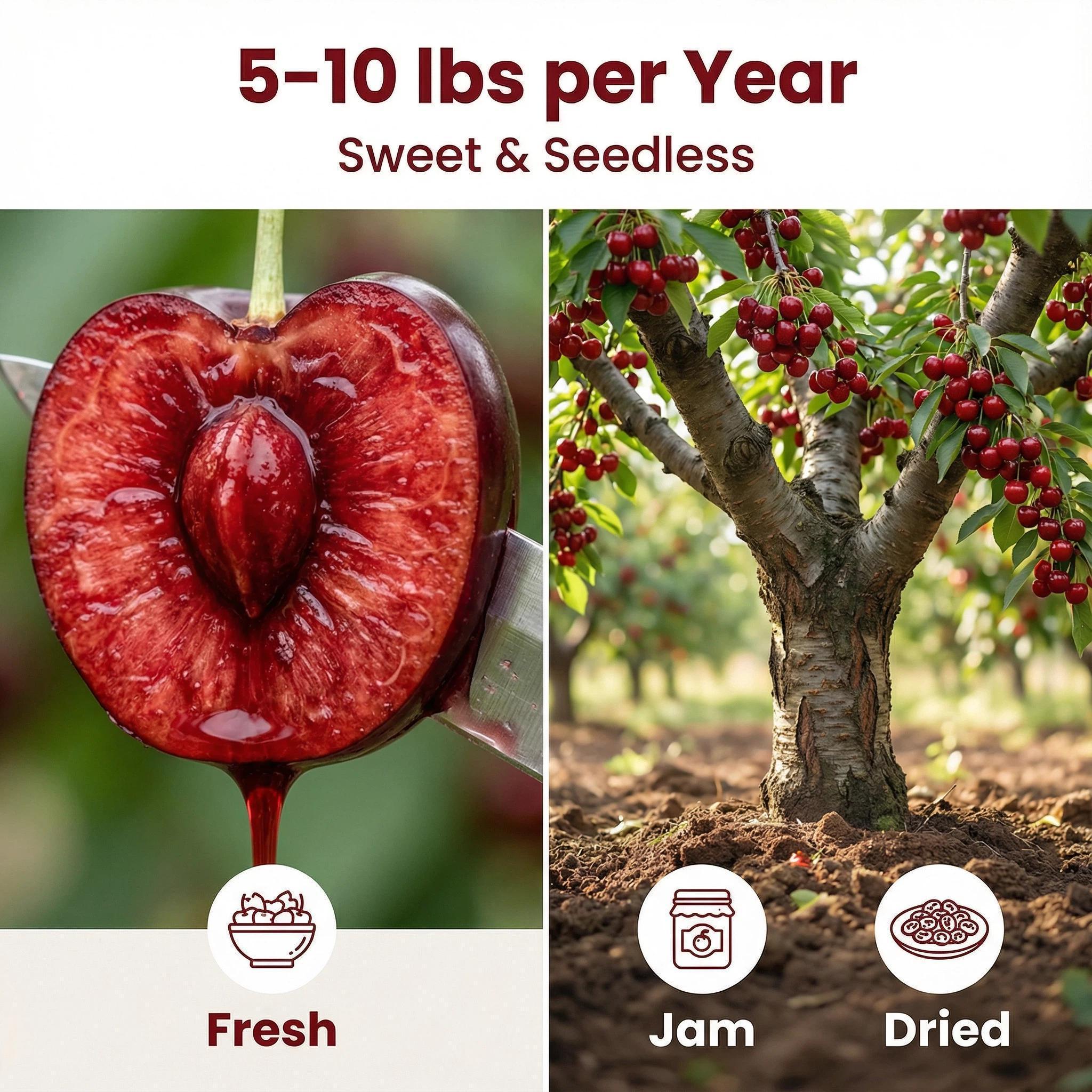 Cherry tree saplings / Cherry tree seedlings Plant Ideal for Gardens & Containers Offer United States