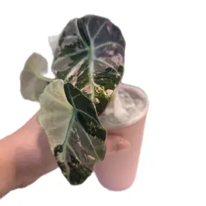 Self-Watering Planter – Soft Blush Pink