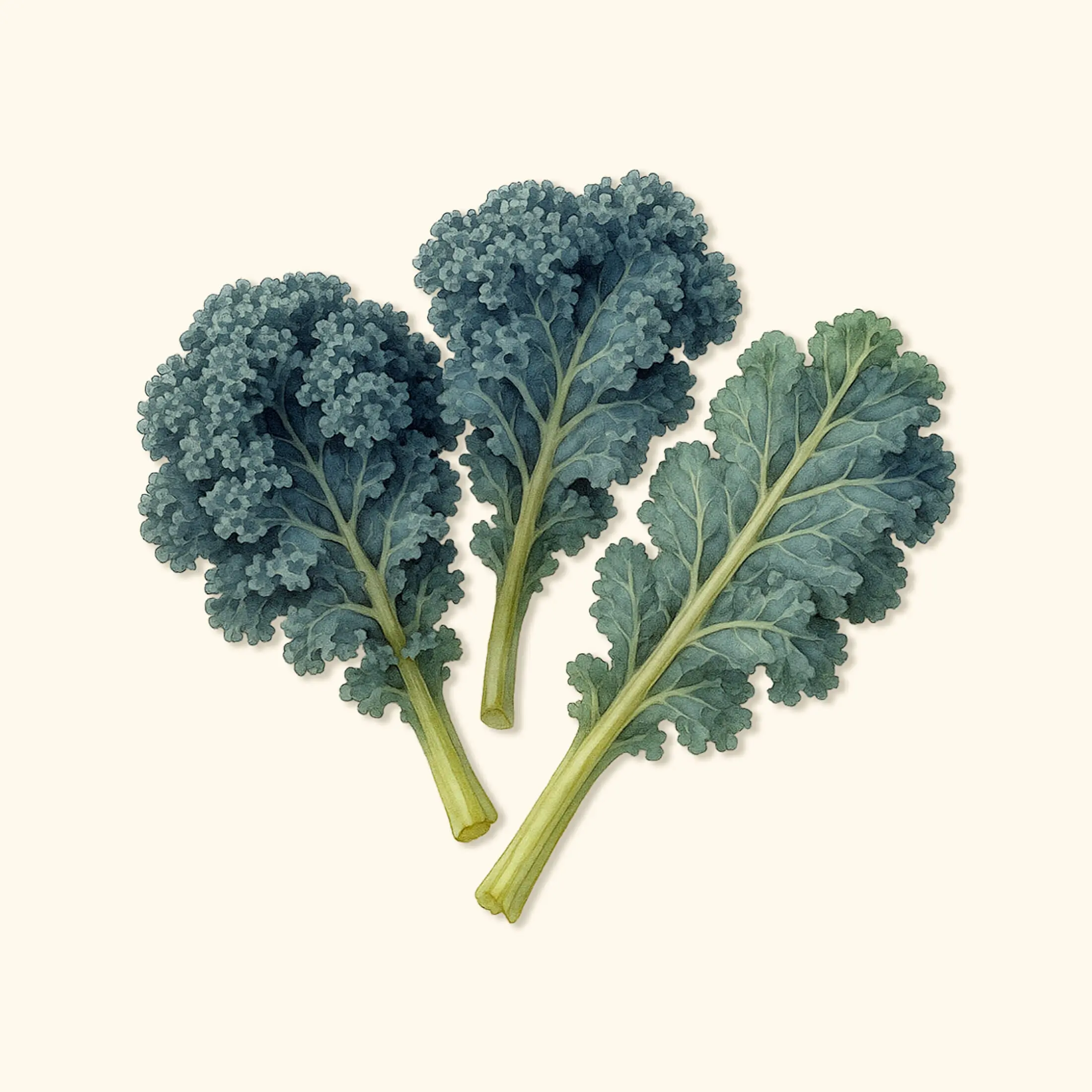 Vego Garden Organic Dwarf Blue Scotch Curled Kale Seeds