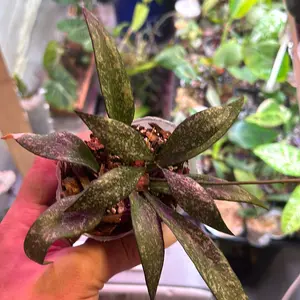 Hoya parviflora