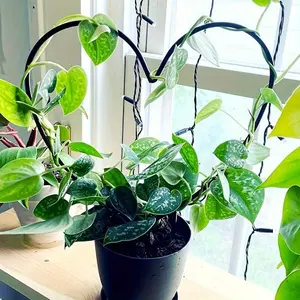 Heart-Shaped Plant Support Stake, Garden Trellis, Ideal for Garden, Balcony, and Flower Planting, Durable & Stylish Design, Perfect Gift Idea, Garden Obelisk Trellis