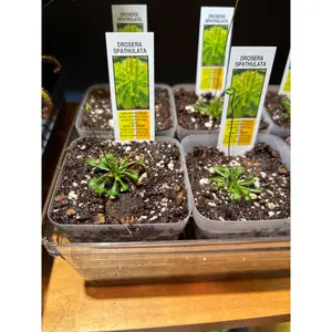 Drosera spatulata ‘Spoon Leaf Sundew’ – A Glistening Predator in Miniature | Curio Plants