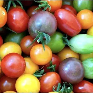 100+ Cherry Tomato Seeds - Heirloom, Garden Ready, Non-gmo, Neonicotinoid-free - Home Grown Tomatoes Bursting with Flavor