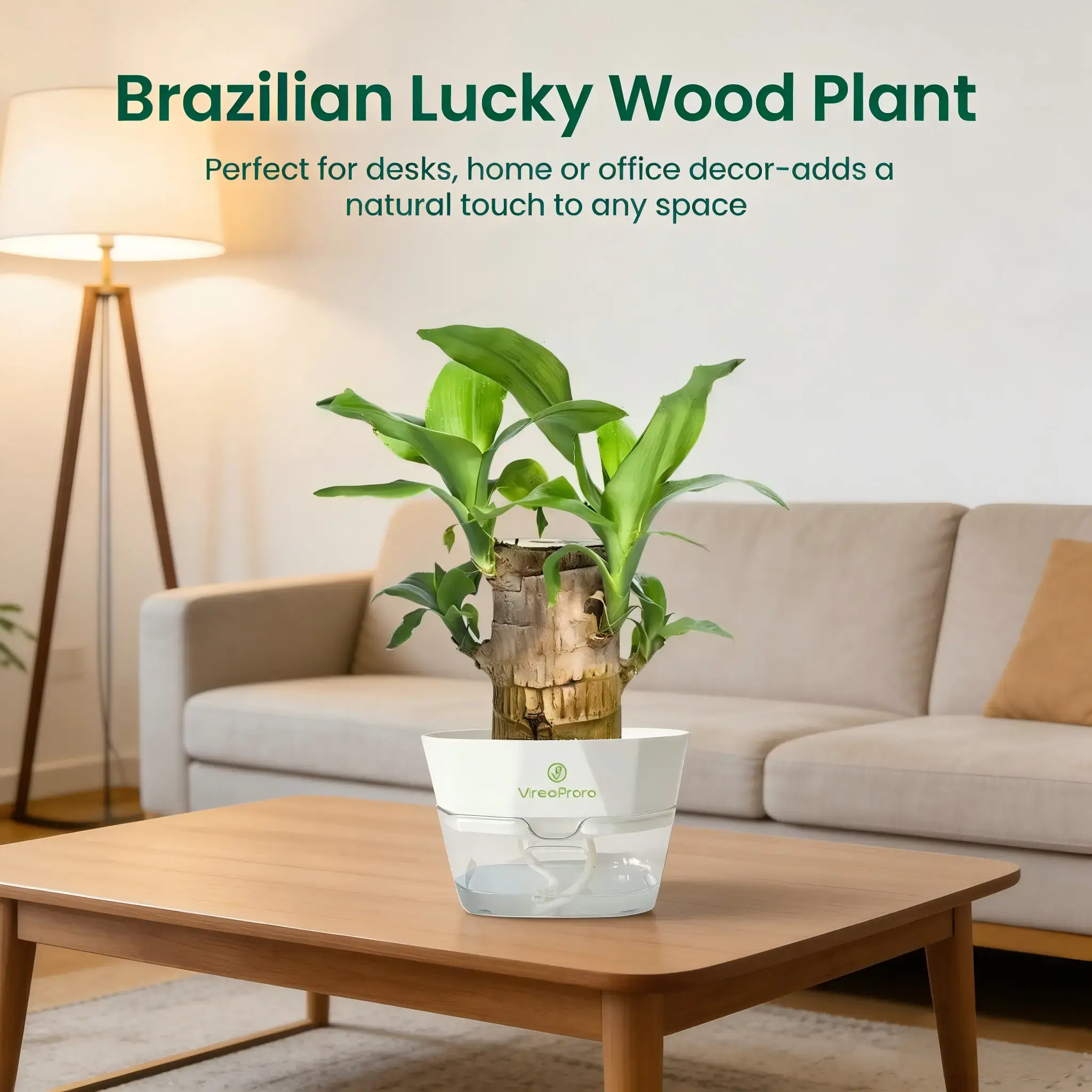 New Brings Good Luck 2026 Brazilian Lucky Wood Hydroponic Plant - Prosperity Wealth - Mysterious Doll with Ceramic Base Tray - Easy to Grow Indoors Purifies Air Decorative Gift