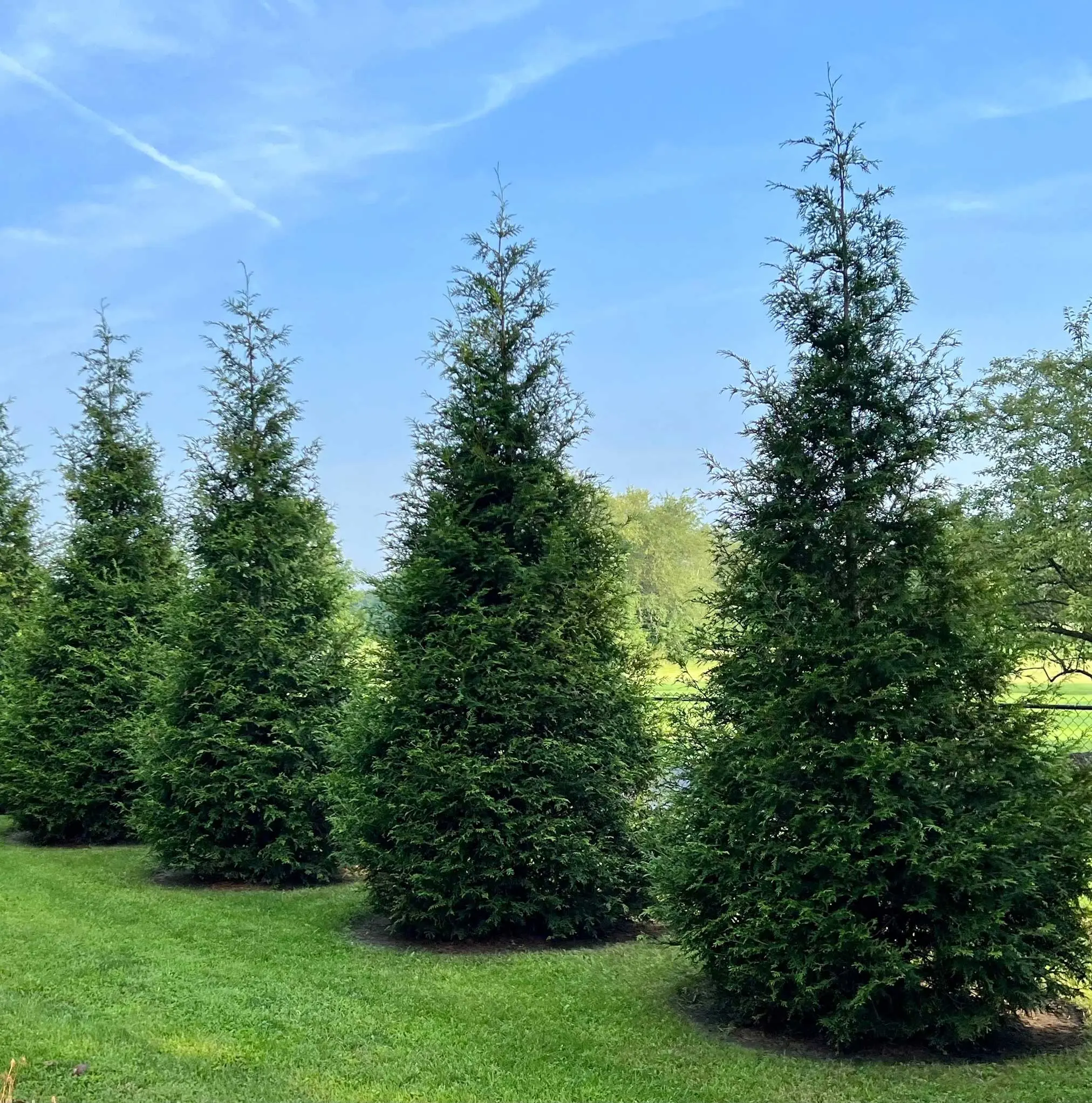 Thuja Green Giant Arborvitae | Fast-Growing Evergreen Privacy Tree | Living Fence, Hedge & Landscape Screening Plant