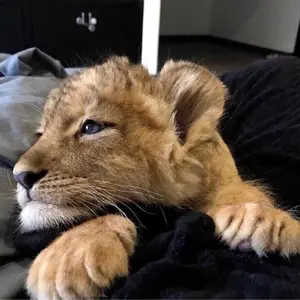 DASH GO SHOP shop logo