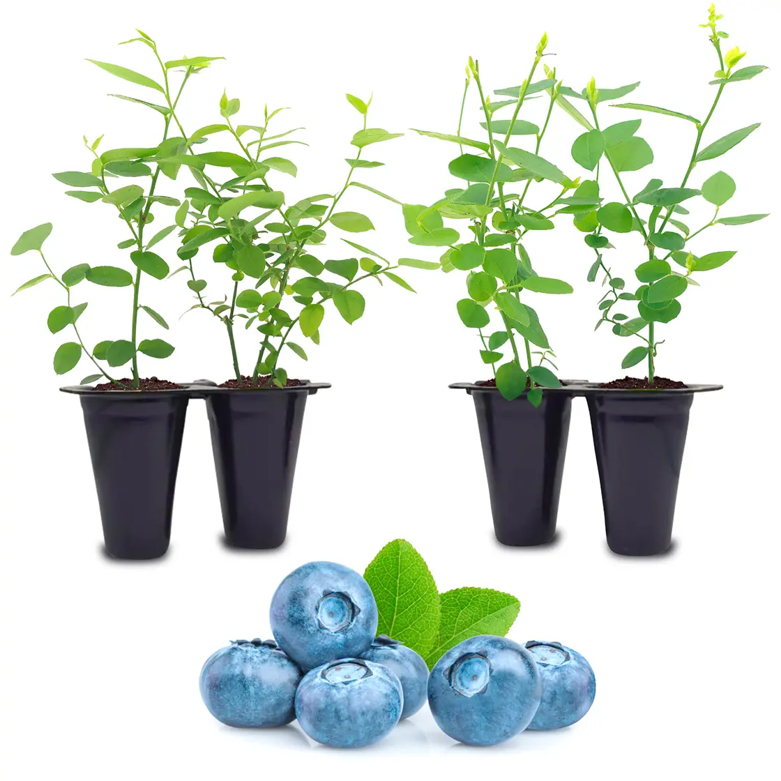 Blueberry Plant Set of 4 Starter Live Plants