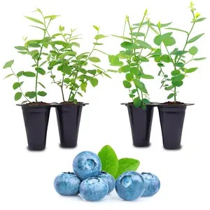 Blueberry Plant Set of 4 Starter Live Plants