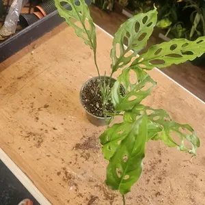 Monstera Obliqua 4 Inch Pot - Ideal for Indoor Plant Lovers, Perfect for Home Decor, Greenery, and Plant Enthusiasts