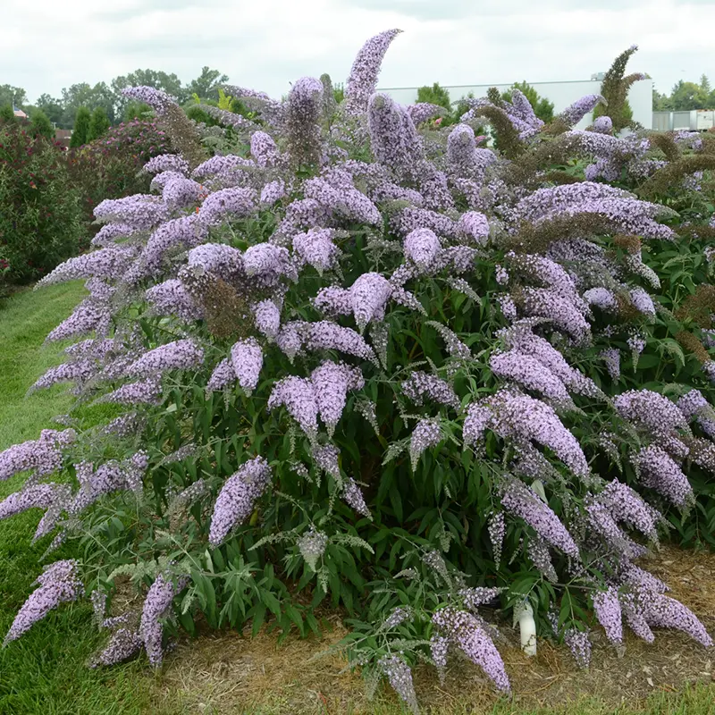 Grand Cascade Butterfly Bush