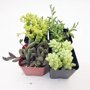 4-12pcs Indoor Live Rosette Sedum Morganianum-Burro's tail Succulents in 2" Pots for All Skill Levels and Gifting Garden Lovers