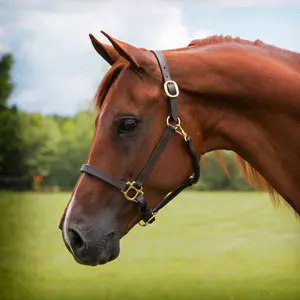 Premier Fort Worth 3/4 Leather Halter