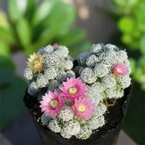 White Bird Cactus - Snow White Pompom-Pom, Thornless and Safe, Easy to Raise Succulents, Suitable for Tabletop Decoration