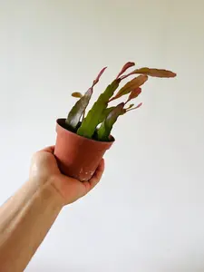 Mistletoe Cactus (Pseudorhipsalis Ramulosa): Red Blooming Tropical Epiphyllum (4" Pot)