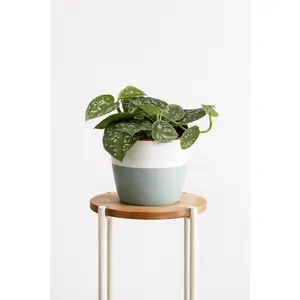 Satin Pothos