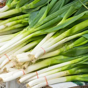 White Spear Bunching Onion Seeds Open Pollinated (Allium fistulosum) Crisp mild green onions forming slender white stalks; fast-growing and perfect for continuous harves