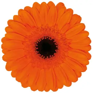 Mini Gerber Caramba - 60 Stem Bunch