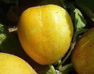 Lemon Cucumber Seeds Lemon Cucumber Seeds