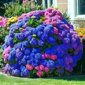 30pcs Blue Pink Purple Hydrangea Seeds – Stunning Perennial Blooms for a Vibrant Garden