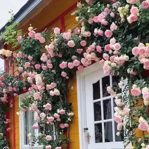 200pcs-Multicolor Climbing Rose Seeds – Romantic Rose Vines for Garden Arches, Fences & Fairytale Walls fragrant flower sunflower