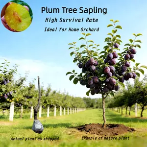 Heirloom European plum bare root tree, 2–3 years old, with healthy root system. Self-pollinating. Low maintenance. Suitable for home gardening. Beginner-friendly