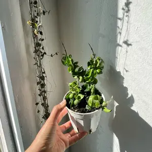 4” Hoya Hindu Rooe - Vibrant Green Plant in White Pot - Perfect for Indoor Decor - Ideal for Plant Lovers